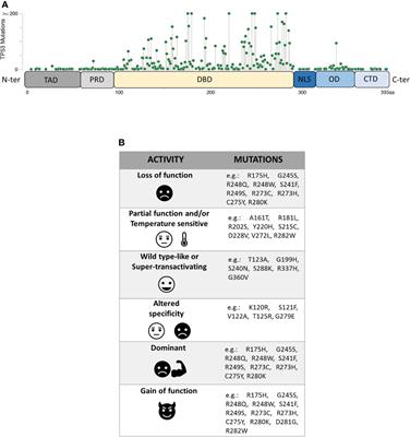 Heterogeneity of TP53 Mutations and P53 Protein Residual Function in Cancer: Does It Matter?